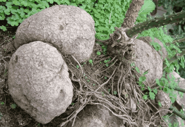 农村这种植物非常难挖, 在农村被称为刺猪苓, 能长4米以上__财经头条