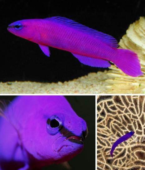 地球上的10大紫色动物|北美洲|紫色|海蜗牛_新浪新闻