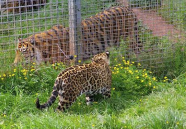 虎与豹的体型对比图,真不是一个量级的|花豹|体型|雌虎_新浪新闻