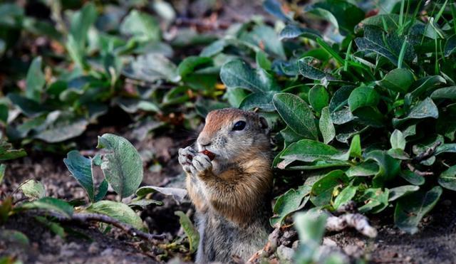 还记得咆哮鼠吗, 摄影师拍下北极地鼠瞬间, 呆萌可爱!