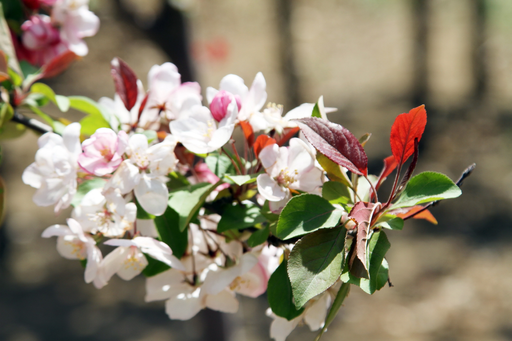 期盼,我们永远停留在这百花盛开的季节,挽手共踏一地的花香_新浪看点