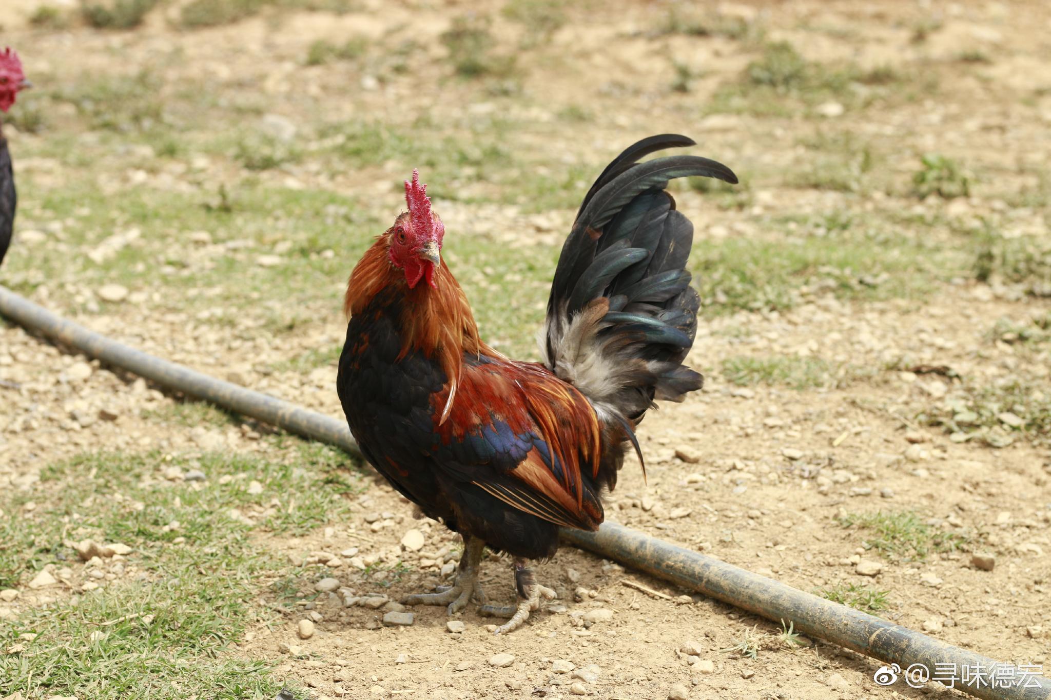 四代原鸡🐔 ,家鸡的始祖,国家二级保护动物_新浪新闻
