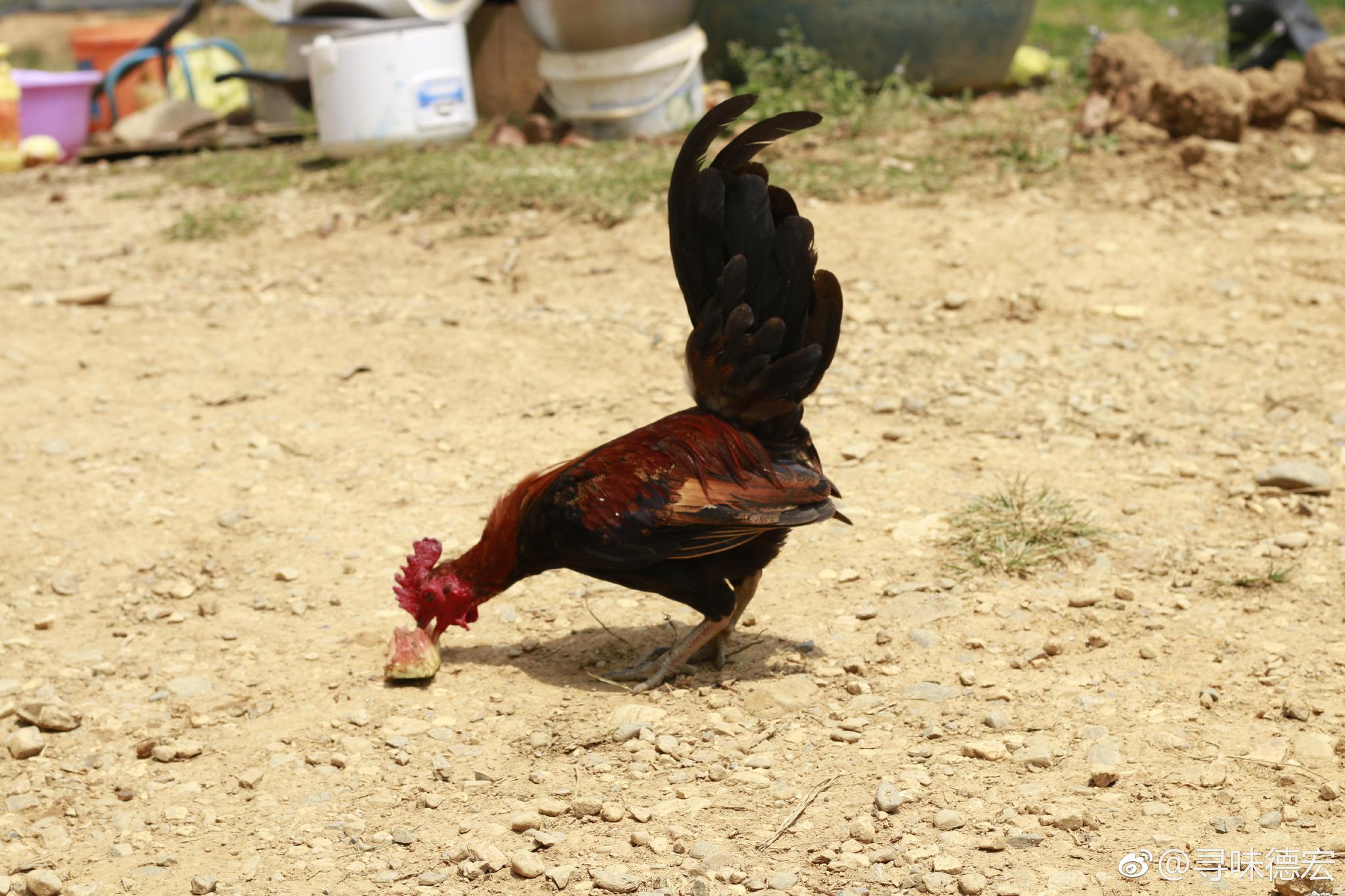 四代原鸡🐔 ,家鸡的始祖,国家二级保护动物_新浪新闻