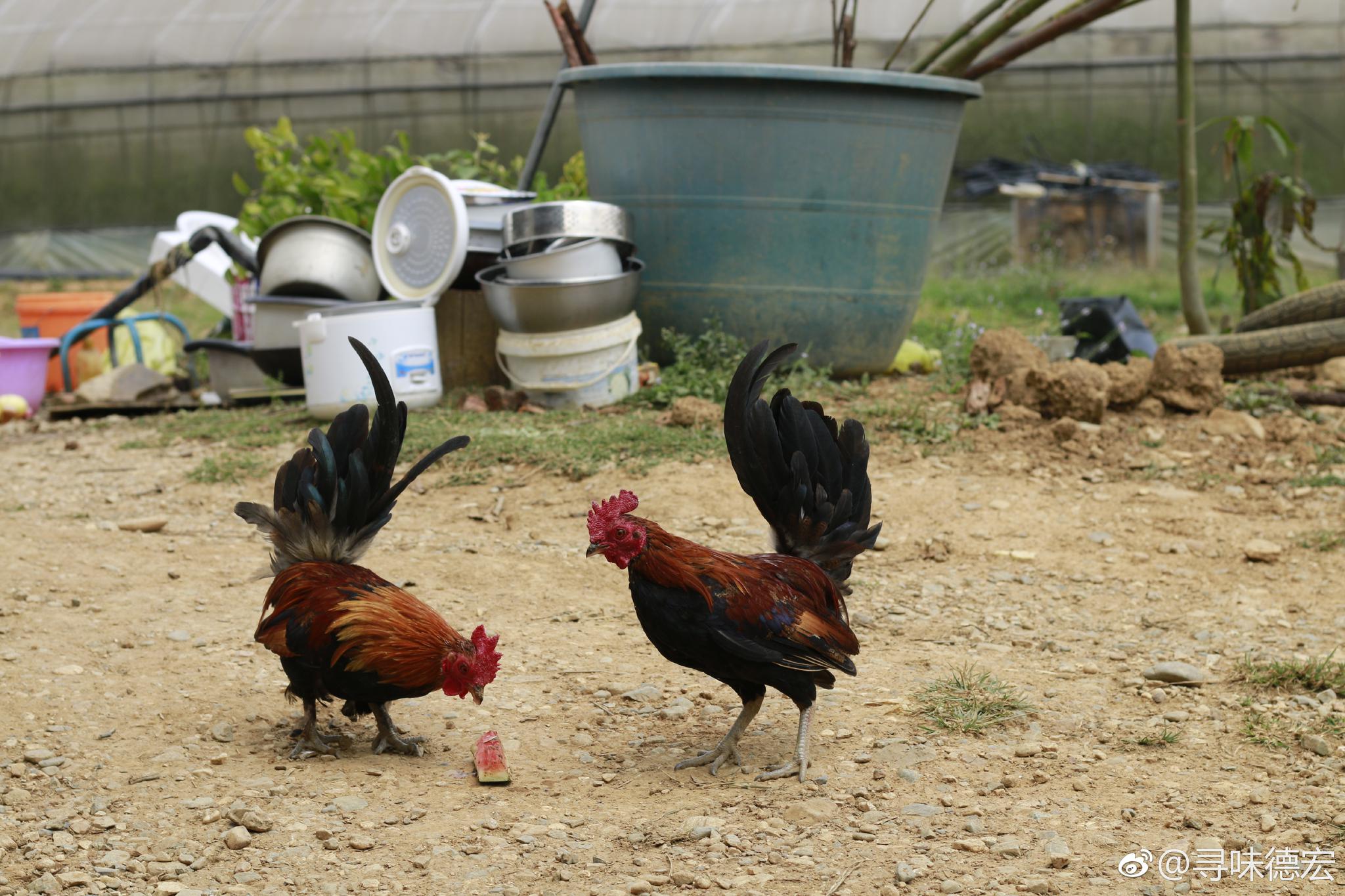 四代原鸡🐔 ,家鸡的始祖,国家二级保护动物_新浪新闻