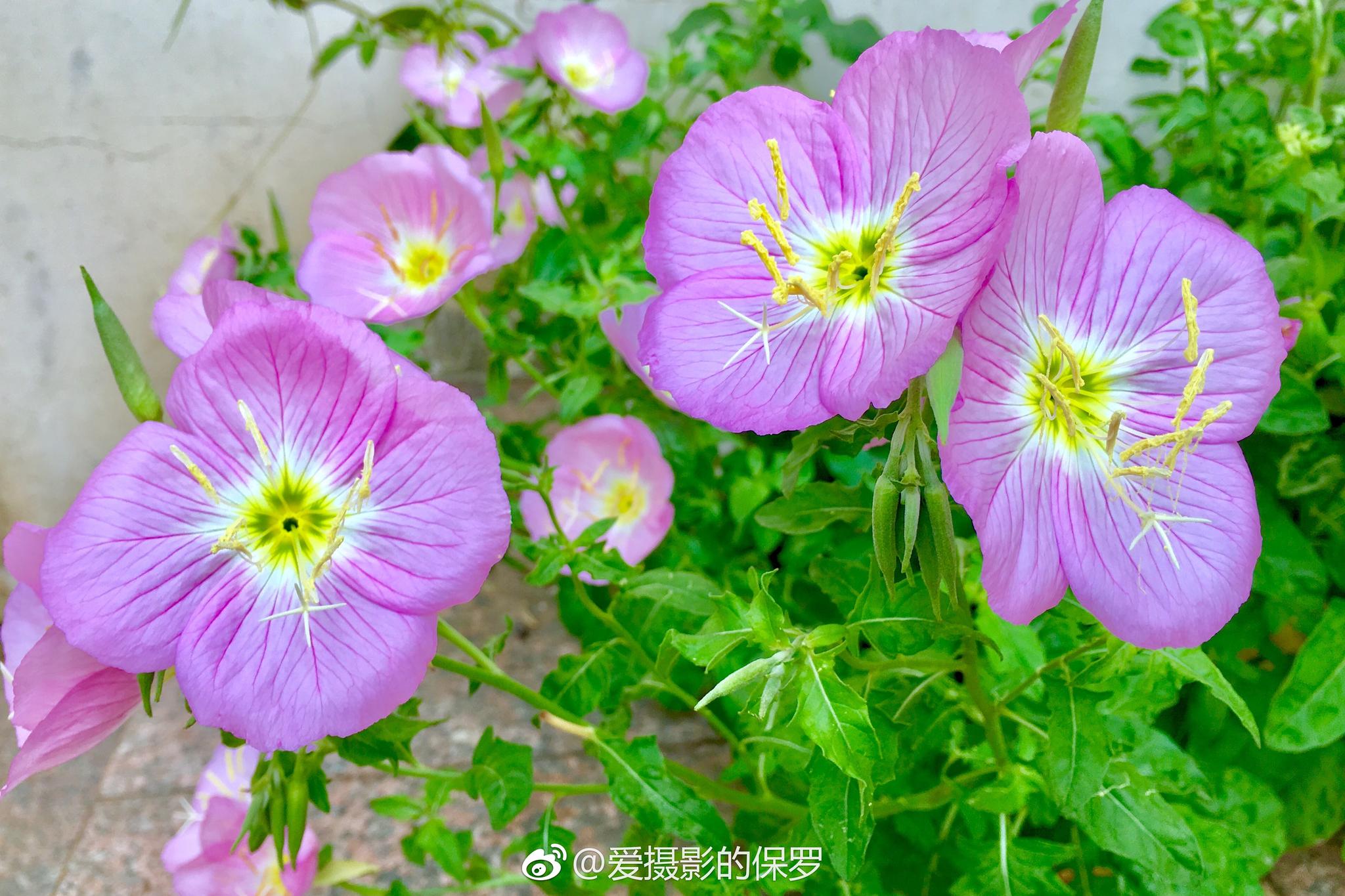 美丽月见草武汉园博园见种植