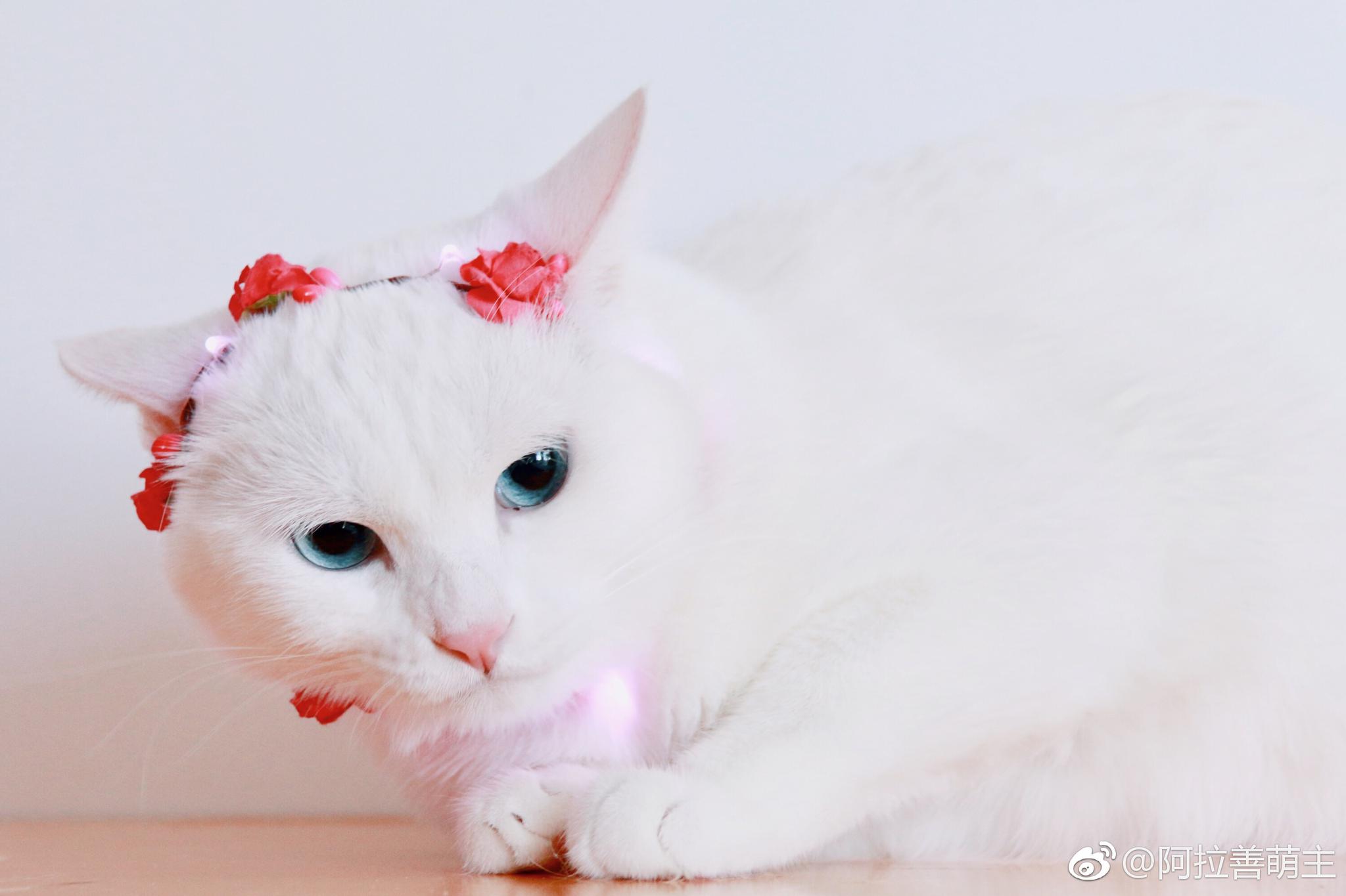 大家好我是一只仙女猫给我点赞我免费给你变个对象