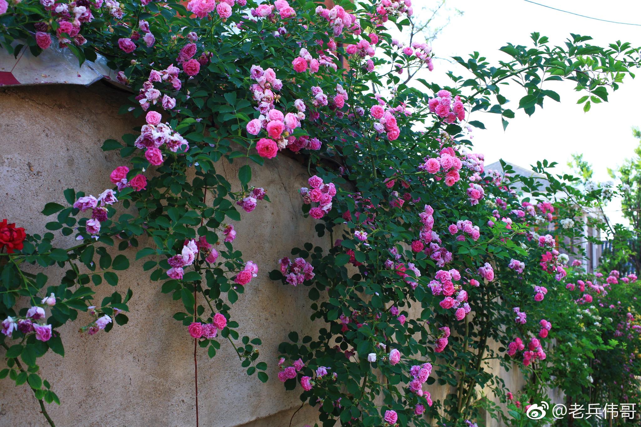 遇见大连61蔷薇花街