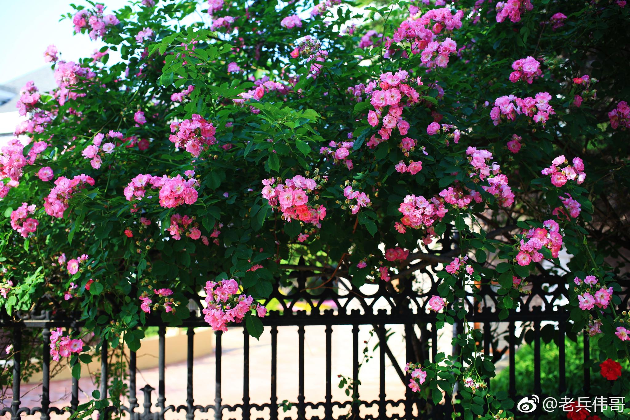 梦中的蔷薇(梦中的蔷薇是什么意思)