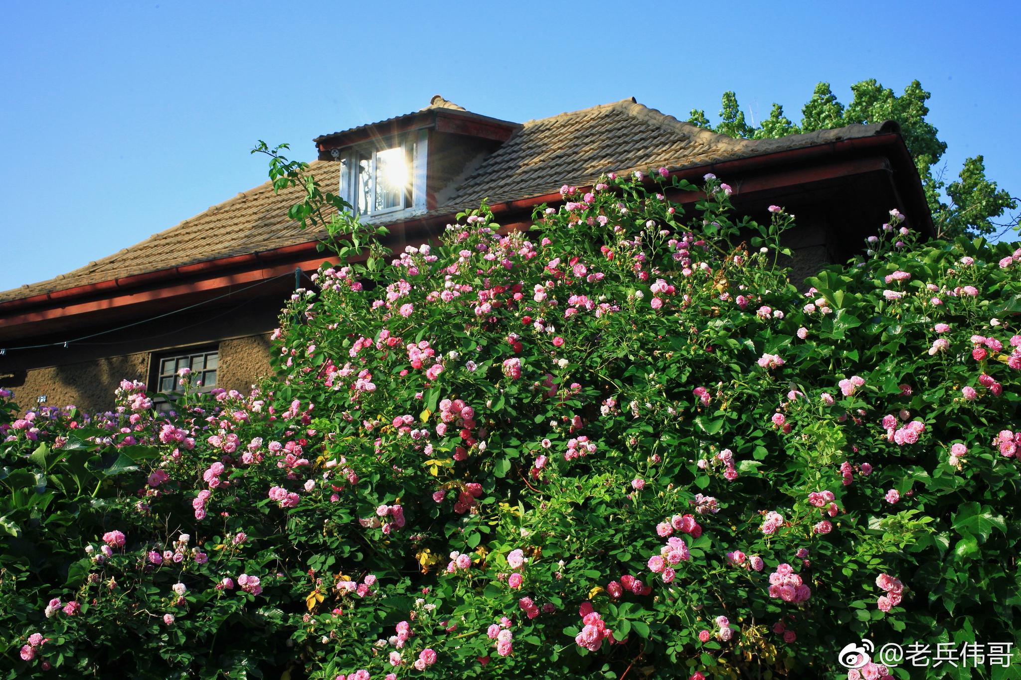 遇见大连61蔷薇花街