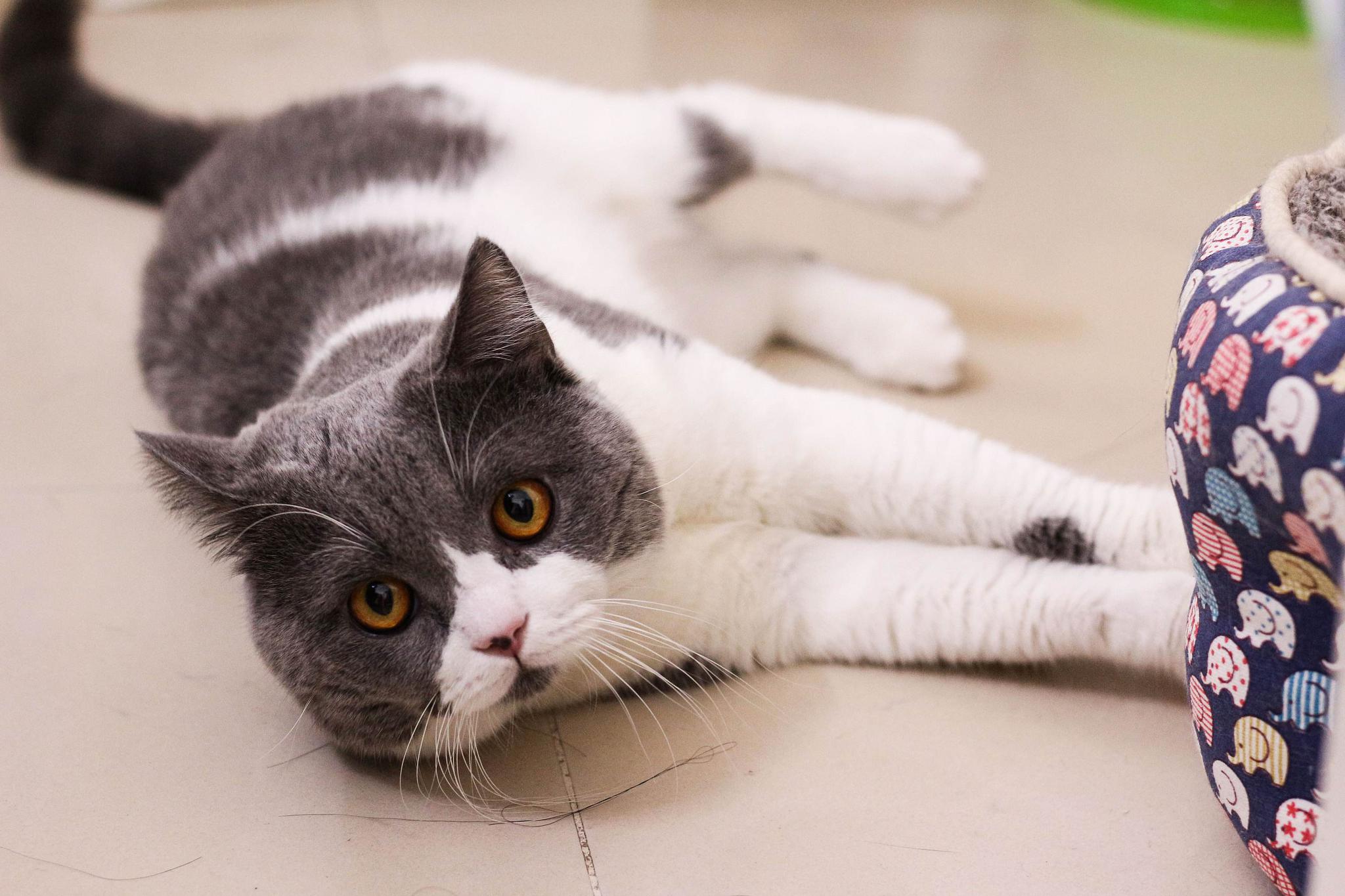 在饲养宠物猫之前,你要先明白大概的品种问题.