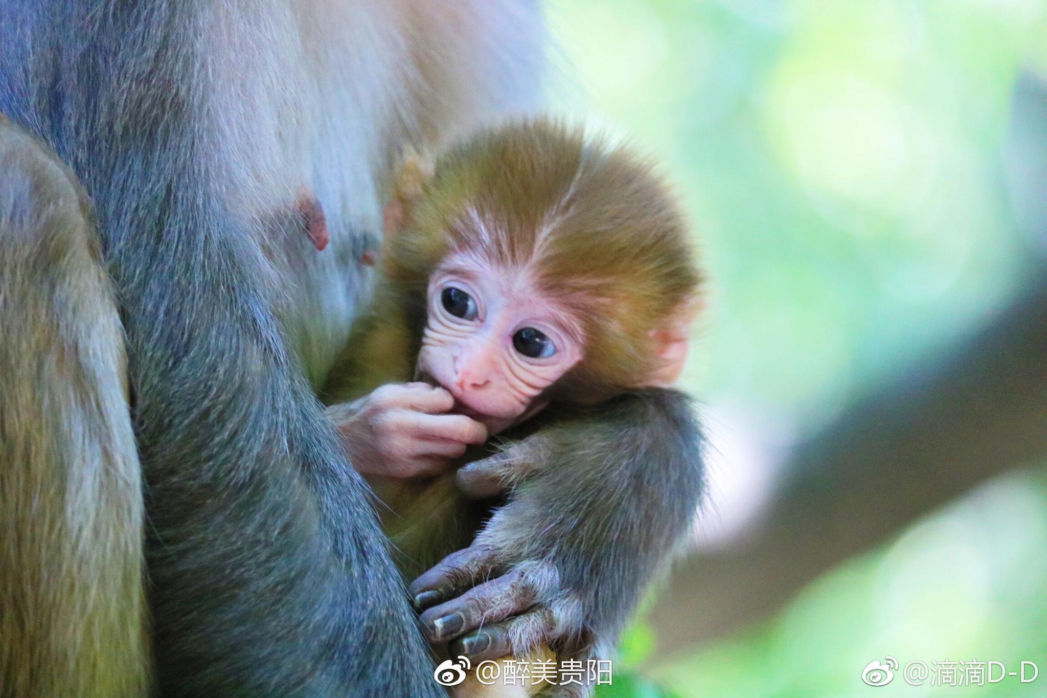 贵阳黔灵山夏日风光,蜻蜓,荷花,当然还有镇山之宝猴子?