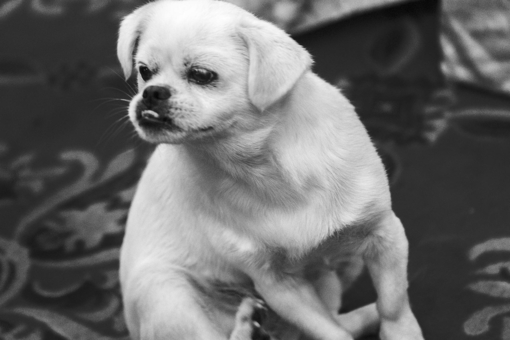 宠物黑白摄影《小狗》