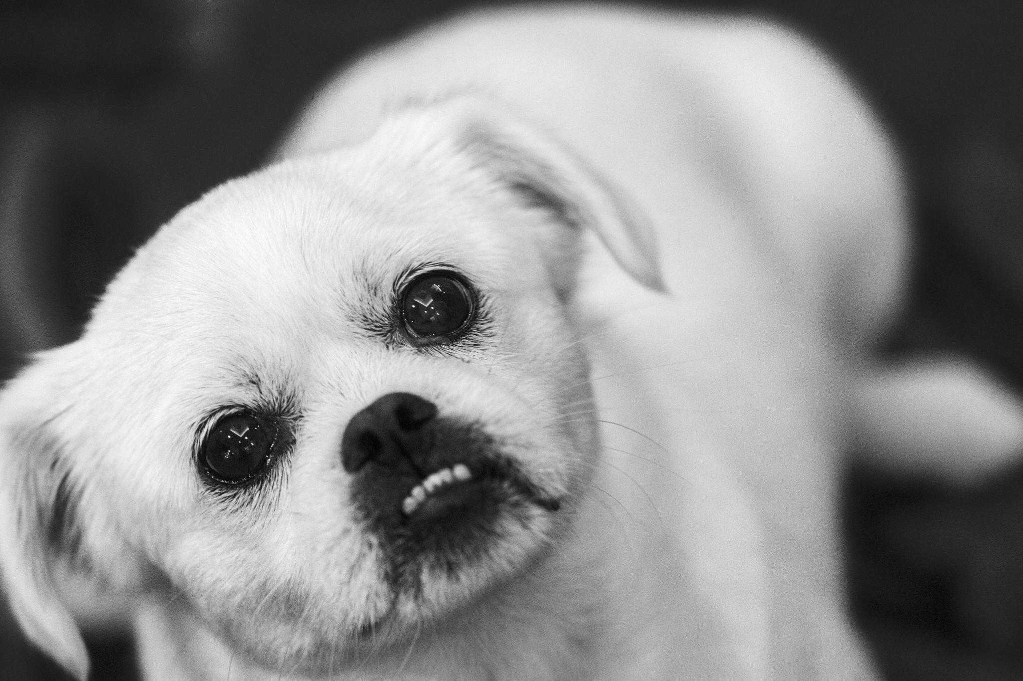 宠物黑白摄影《小狗》