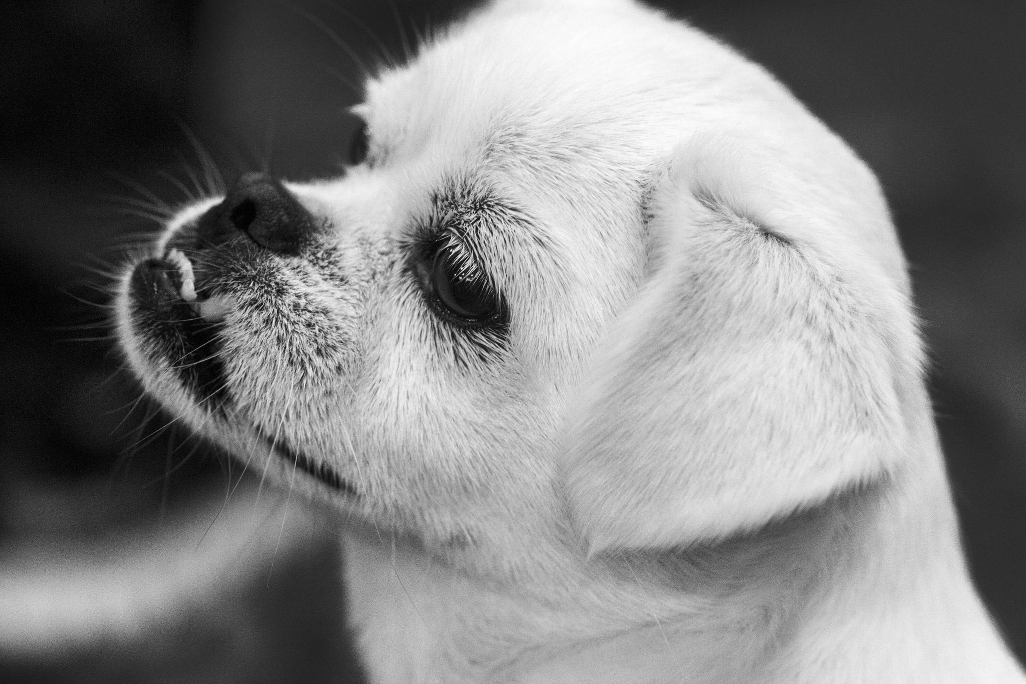 宠物黑白摄影《小狗》