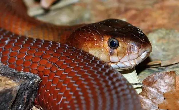 红射毒眼镜蛇一听就不是善茬竟然还会喷射毒液攻击