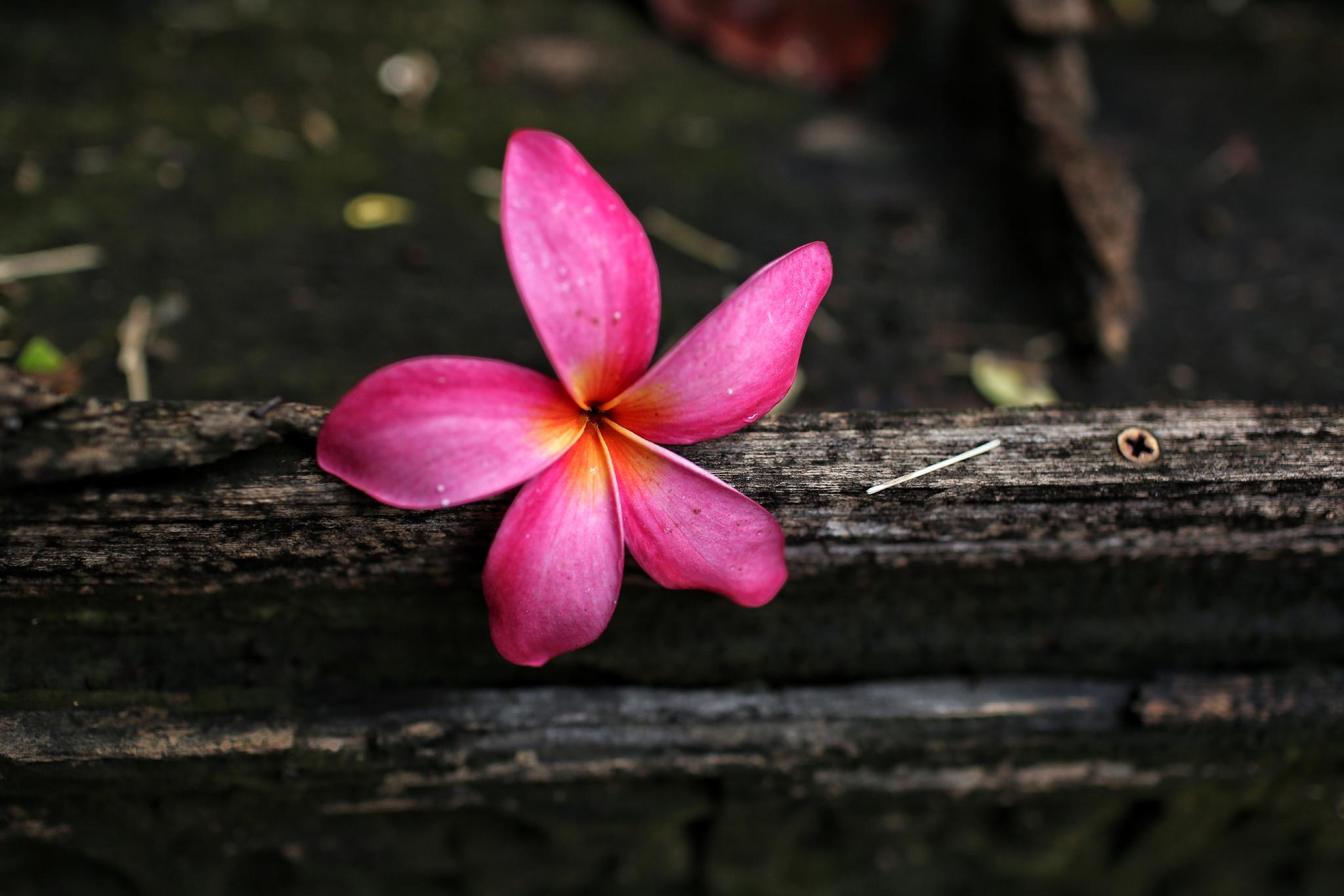 雨后的缅栀子,不安分的安静._新浪看点