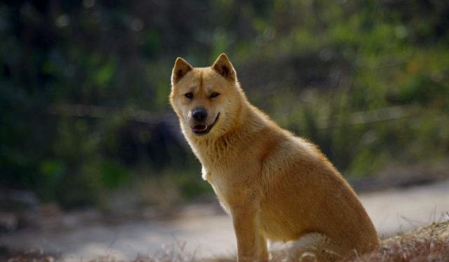 盘点各个国家的“土狗”，优秀的中华田园犬却是禁养品种|土狗|田园|犬种_新浪新闻