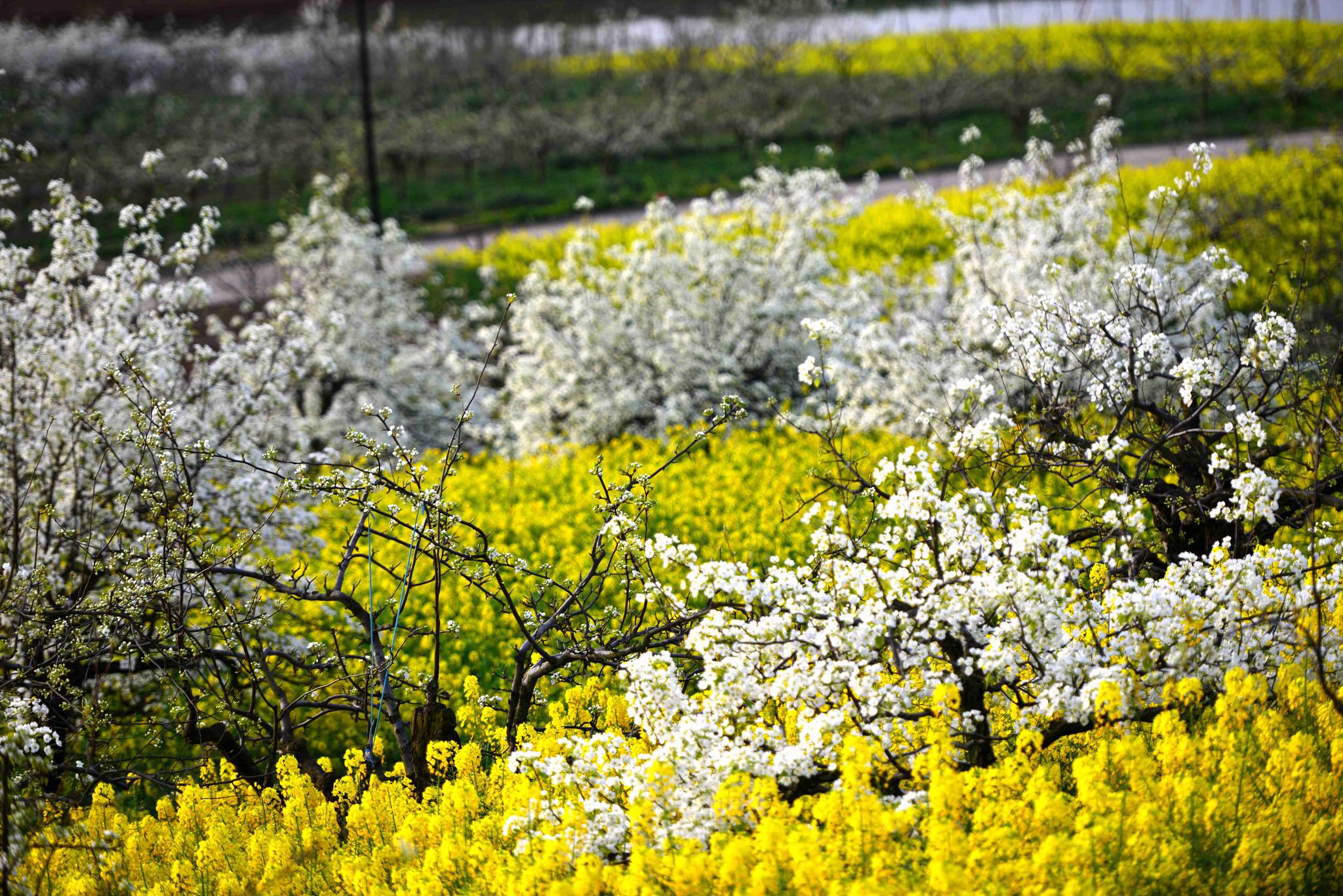 汉中洋县油菜花,给你带来不一样的春天