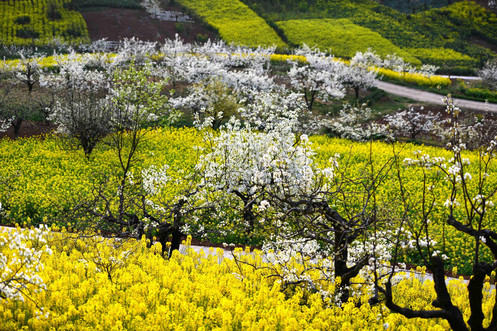汉中洋县油菜花,给你带来不一样的春天