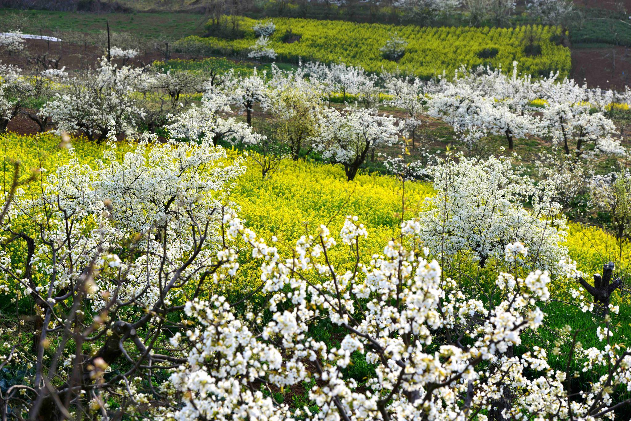 汉中洋县油菜花,给你带来不一样的春天