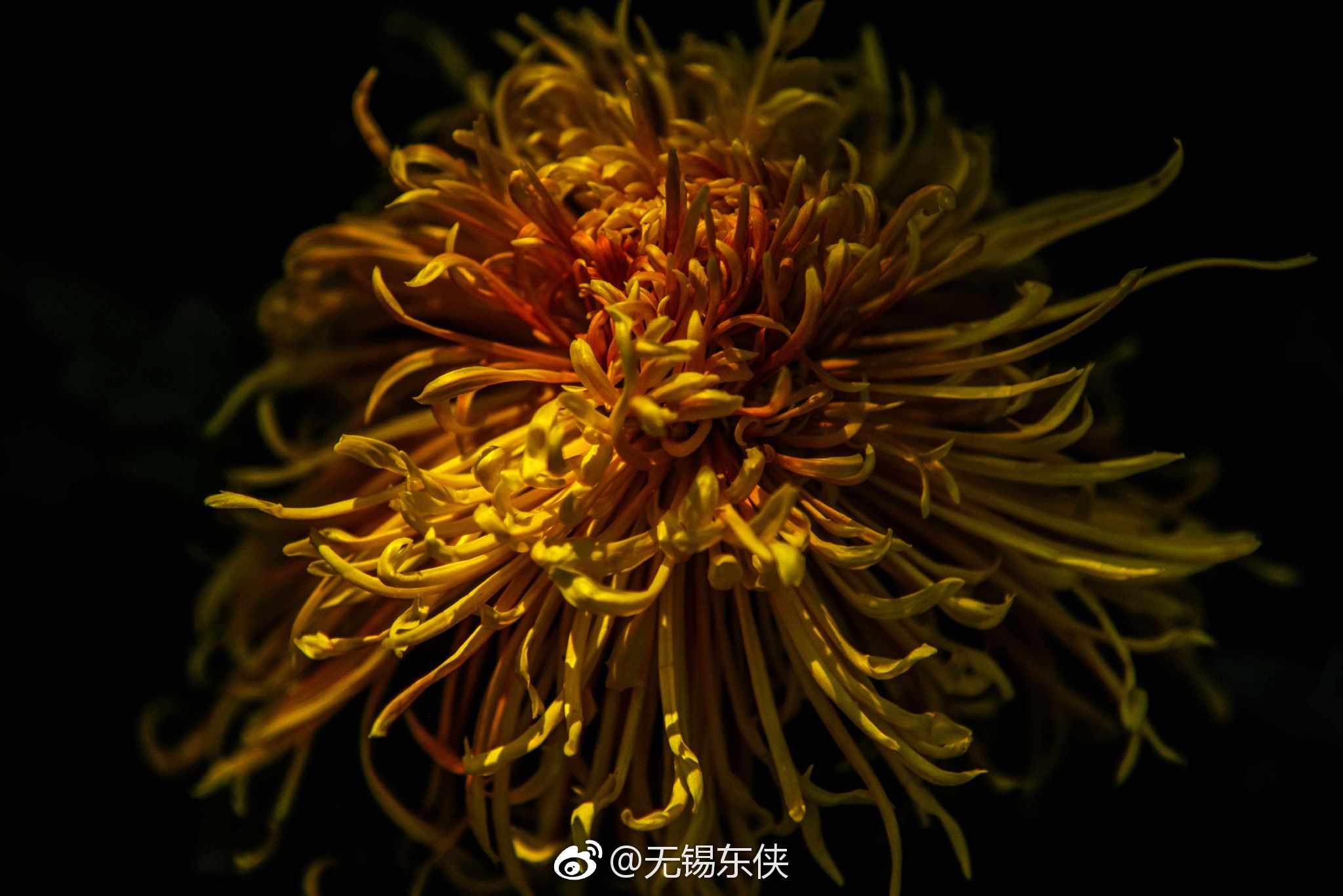 “浅红淡白间深黄，簇簇新妆阵阵香。无限枝头好颜色|枝头|岁岁年年|年年岁岁|颜色|无限_新浪新闻