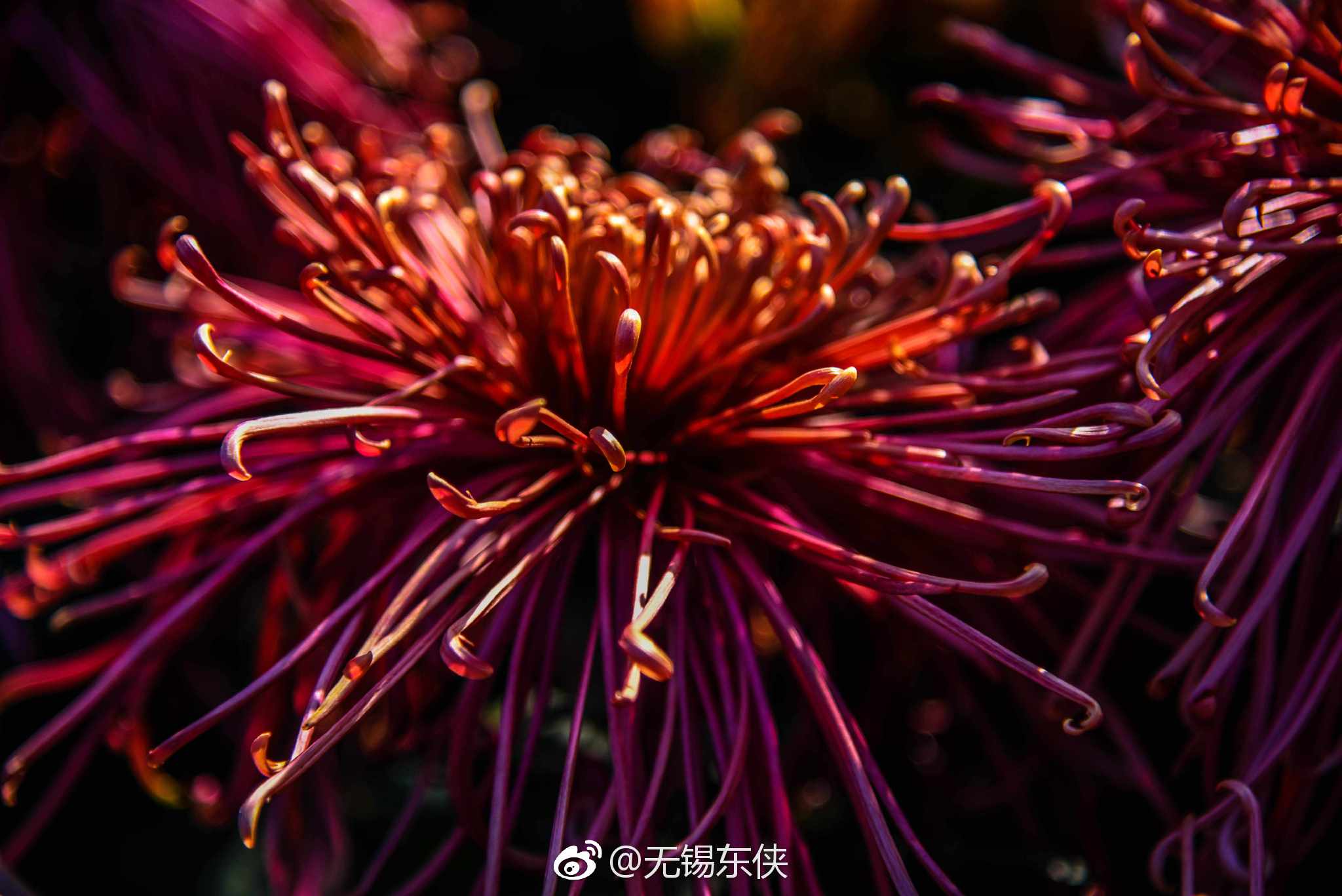 “浅红淡白间深黄，簇簇新妆阵阵香。无限枝头好颜色|枝头|岁岁年年|年年岁岁|颜色|无限_新浪新闻