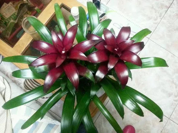 这10种"发财花",最适合养在家里,喷喷水就能长得好!