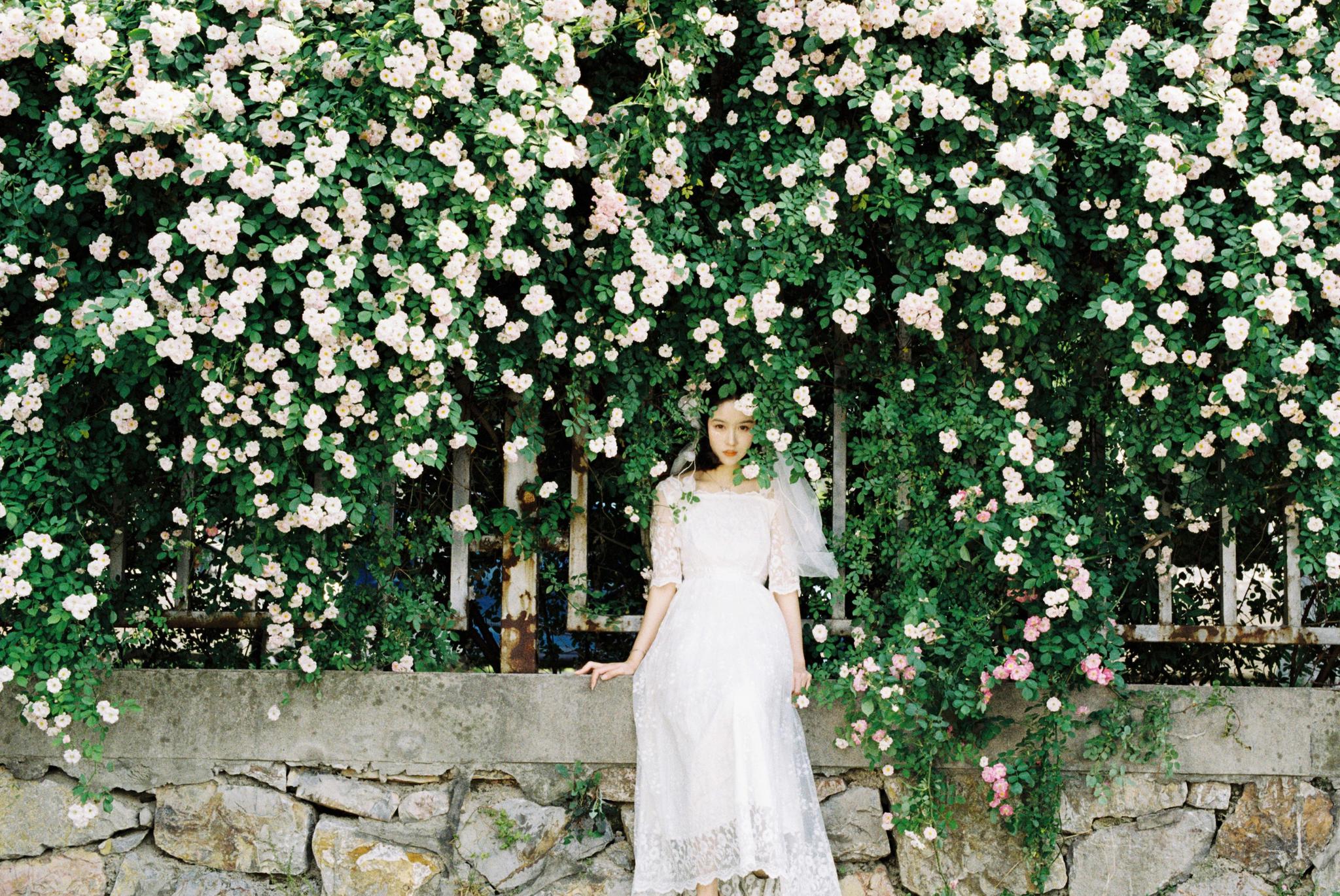 分享下之前蔷薇拍照教程成品图里自己最喜欢的9张图