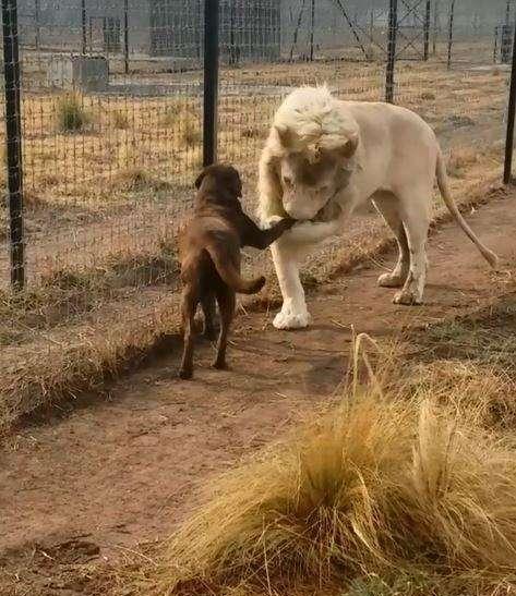 白狮子逼近狗狗,下一秒画面超有爱!