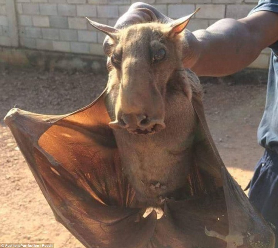 盘点地球上最诡异的生物,能看完的人我服他的胆量!