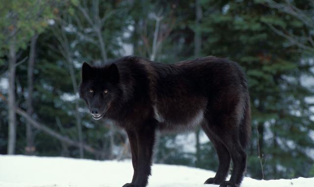 农村养的大黑狗狗,就因为一晚上没回家,没来及就医就不行了