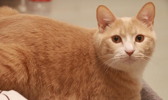 橘猫超清壁纸_橘猫趁黑猫不注意,一脚将它踹下床,还一脸惊讶:你怎么