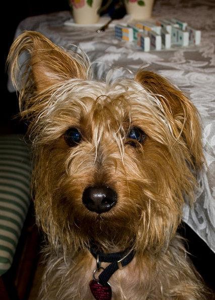 犬种百科之澳大利亚梗犬