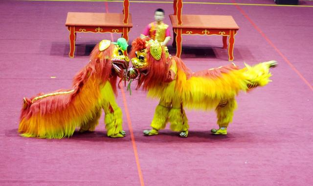 舞狮耍杂技是过年那味儿,可是南狮和北狮你知道吗?发财中国年