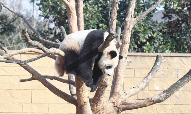 大熊猫销魂的挂树枝睡觉,这样能睡着吗?大熊猫该醒醒啦,下拉吃食了.