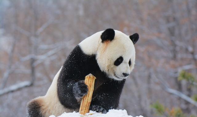 大熊猫在亚布力滑雪场的幸福生活
