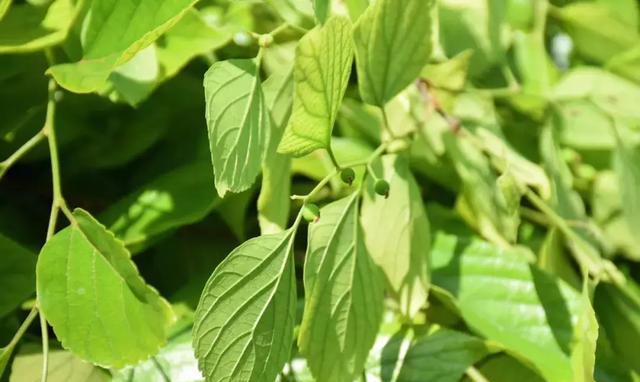 然后将朴子树的嫩叶 捣烂,磨成汁