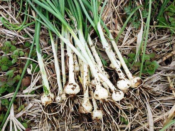 这种跟野蒜很像的中药有毒!春季挖野菜千万别乱采