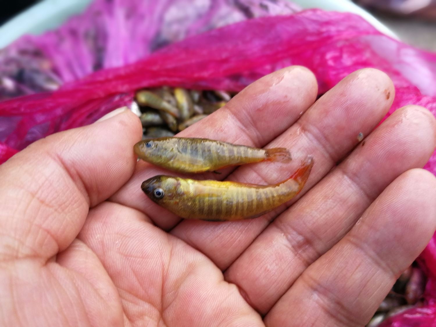 农村大集上遍地是野味长不大的野生小黄鱼无人识12元一斤