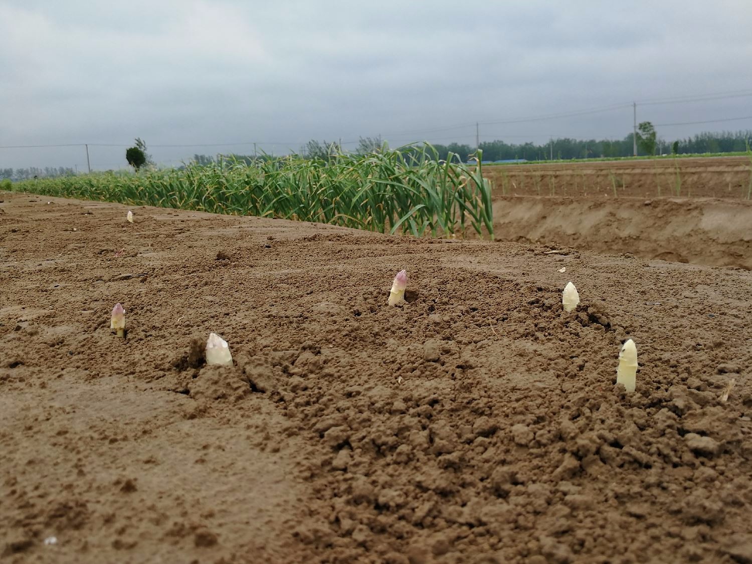 农村这种美味种植一次可采收20年,却要每年忙碌8个月半夜采摘|白芦笋