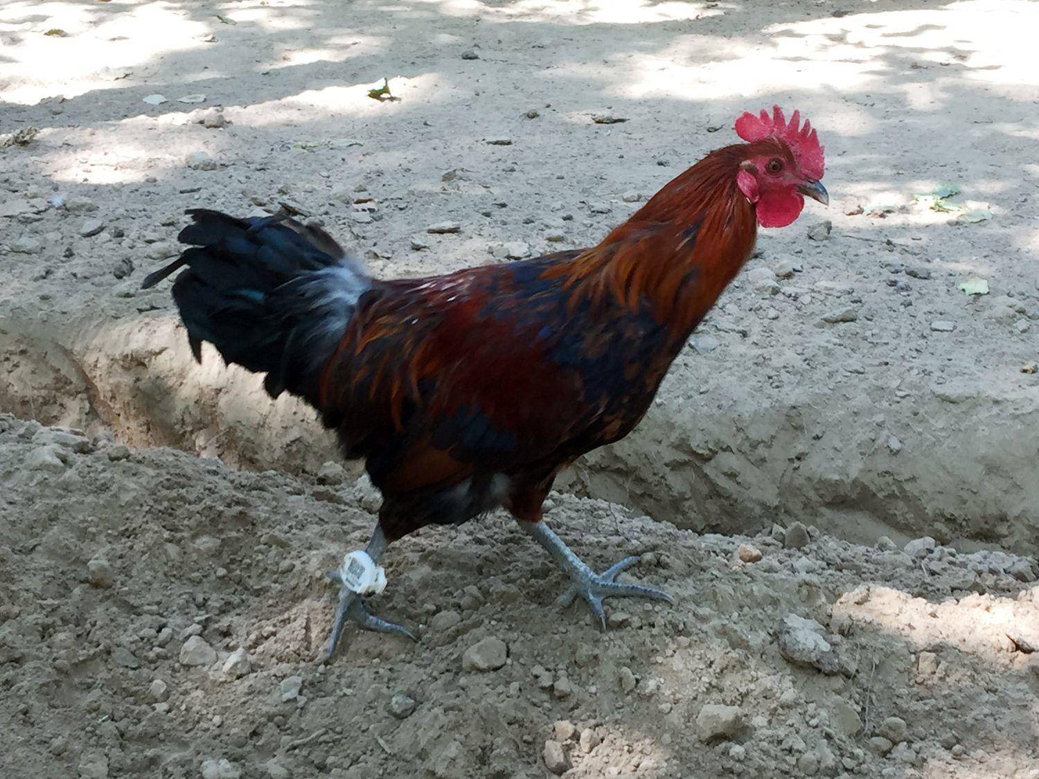 同样是养鸡京东跑步鸡用两年助贫困县致富