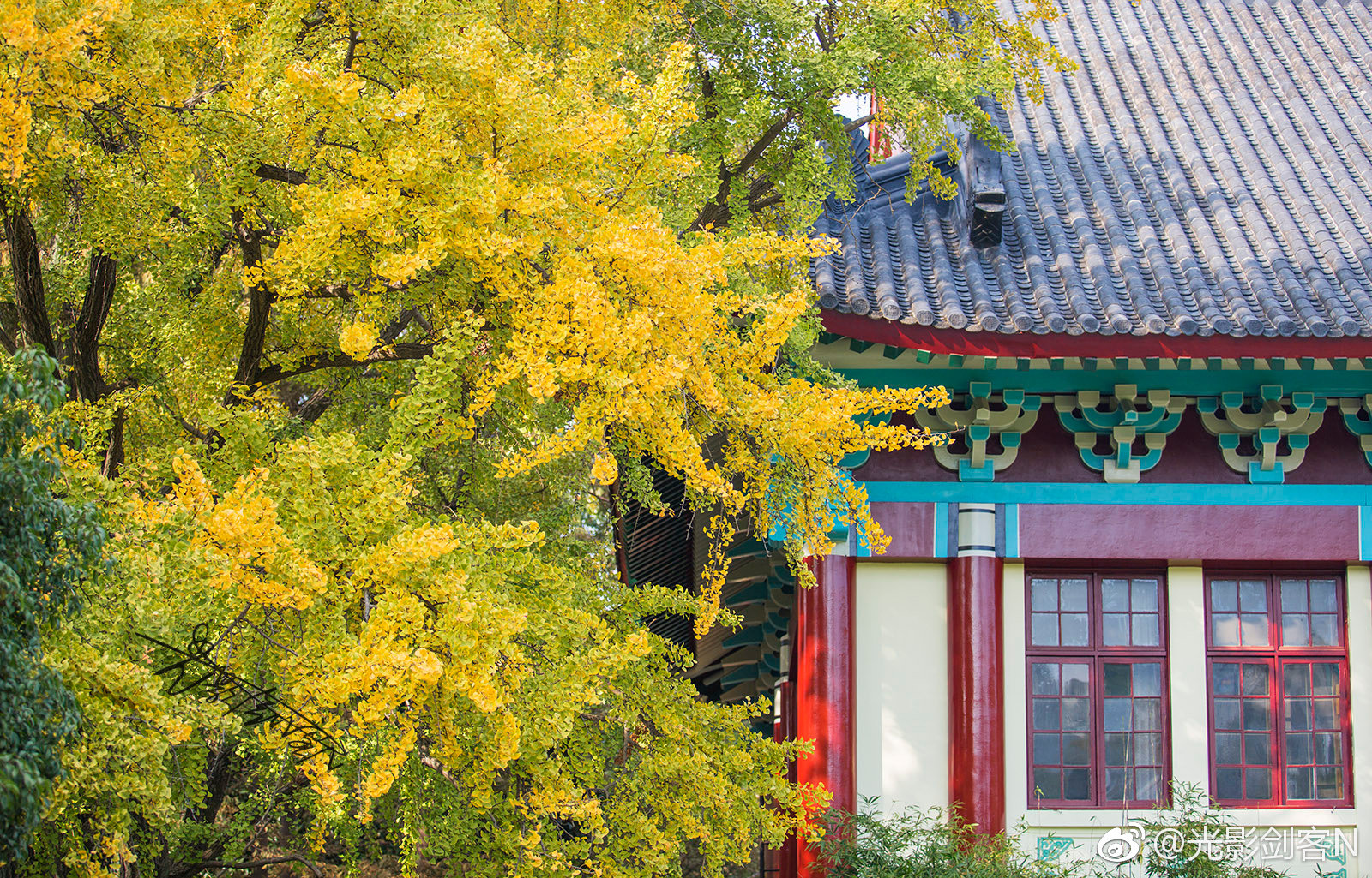 秋色与猫····南京师范大学(随园校区)|随园|南京师范大学|秋色_新浪新闻