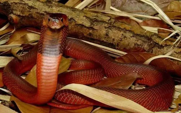 红斑蛇有毒吗图片