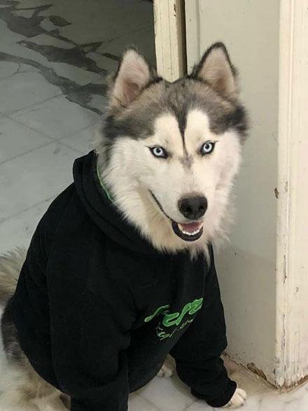 死人|衣服|哈士奇_新浪新闻