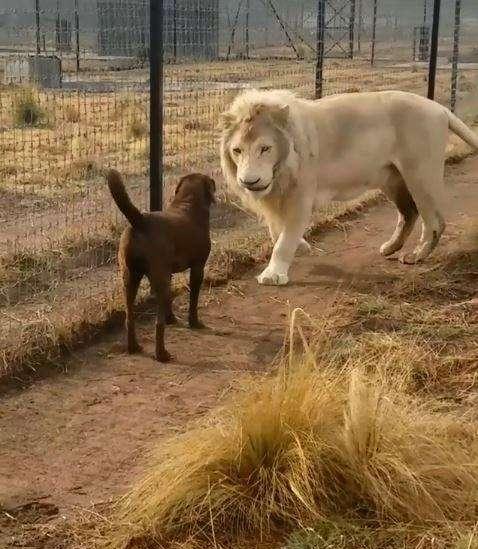 白狮子逼近狗狗,下一秒画面超有爱!