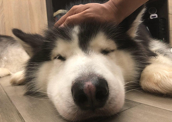 哈士奇出门玩耍过敏,俊俏的小脸肿成猪头!主人发帖说它是个衰鬼