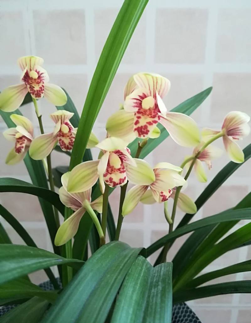 建兰四季兰君荷虽不是很贵的花但是却很漂亮