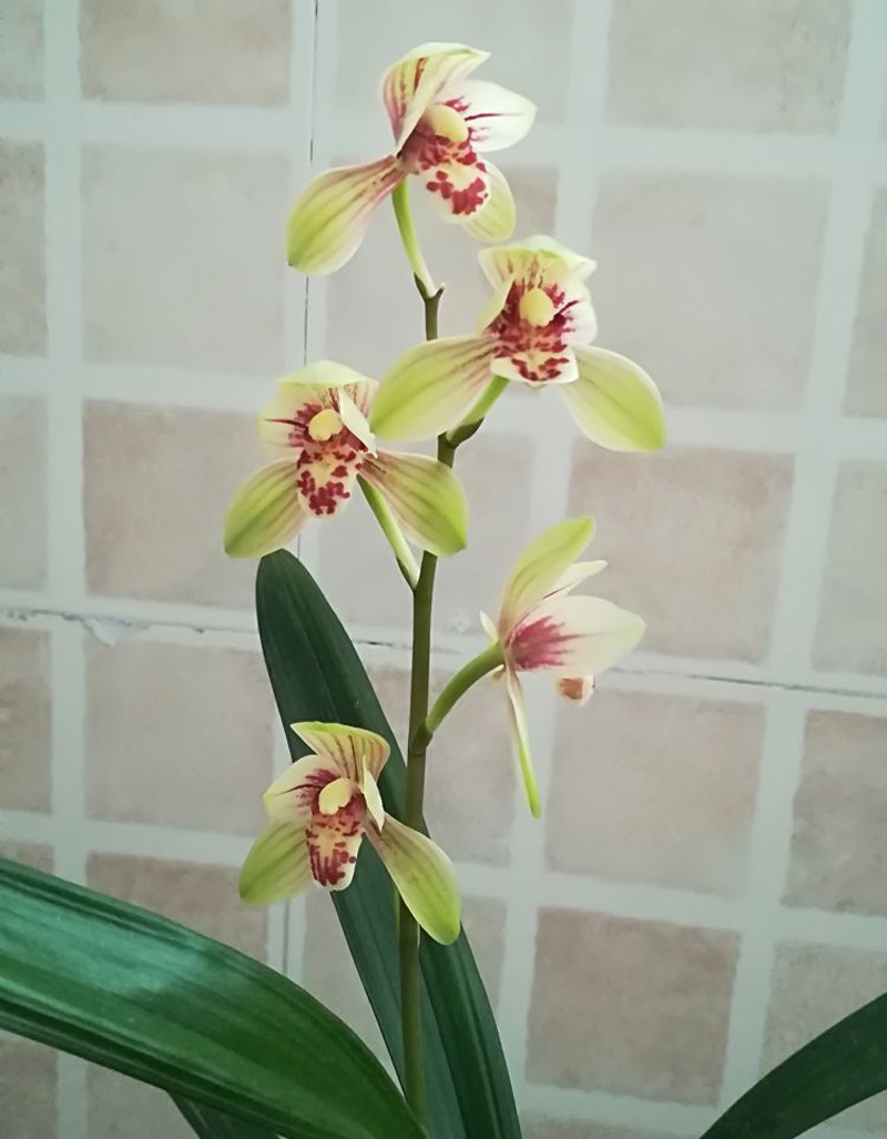 建兰四季兰君荷虽不是很贵的花但是却很漂亮