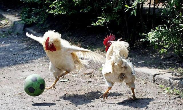 动物的爆笑瞬间,老虎认为自己是猪,惹到豪猪的狗狗就倒霉了!