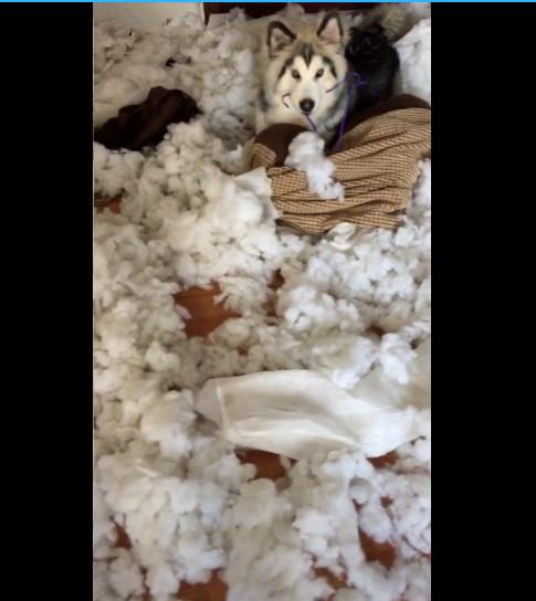 下班回来看到棉被被撕成这样主人请问狗肉怎么做好吃